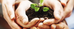 Hands Holding Plant